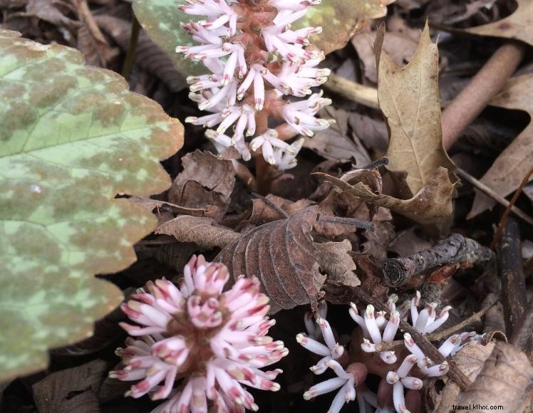 The Little Inn of Harlan – Historic Mountain Retreat in Kentucky