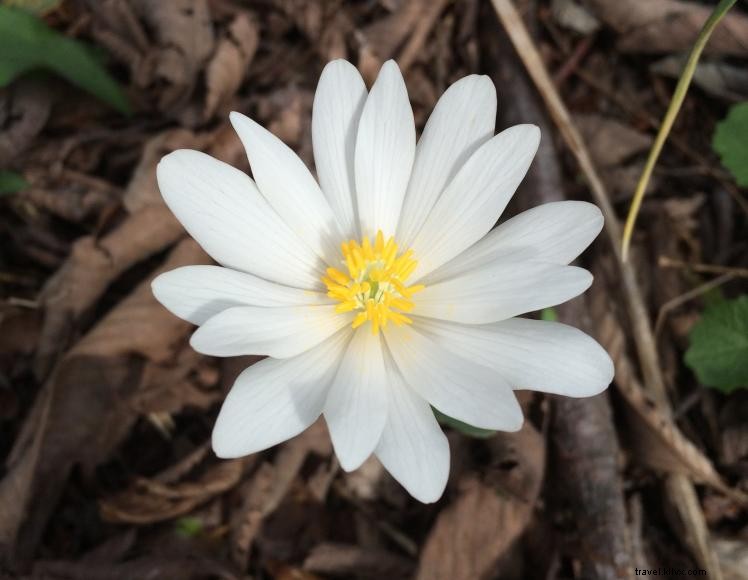 The Little Inn of Harlan – Historic Mountain Retreat in Kentucky