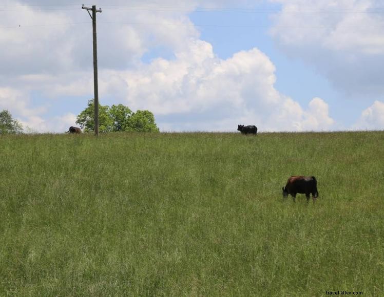 The Peach House – A Charming Vineyard Retreat in Winchester, KY
