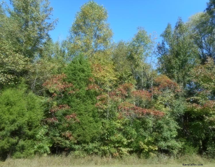 The Treehouse at Stoner Creek B&B – A Serene Riverside Retreat