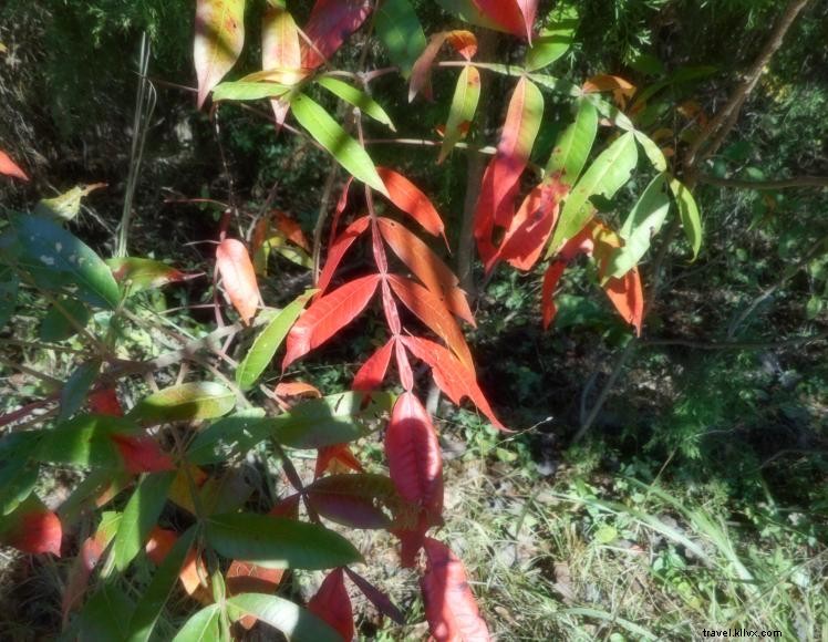 The Treehouse at Stoner Creek B&B – A Serene Riverside Retreat