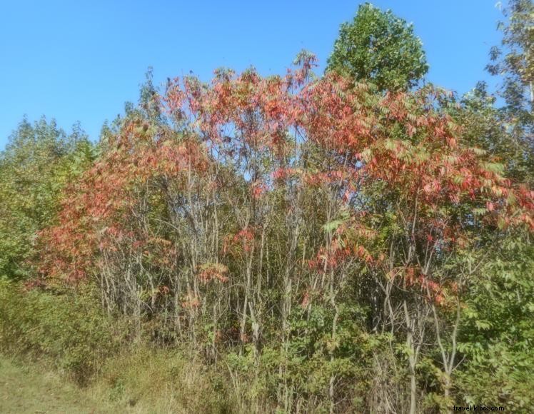 The Treehouse at Stoner Creek B&B – A Serene Riverside Retreat