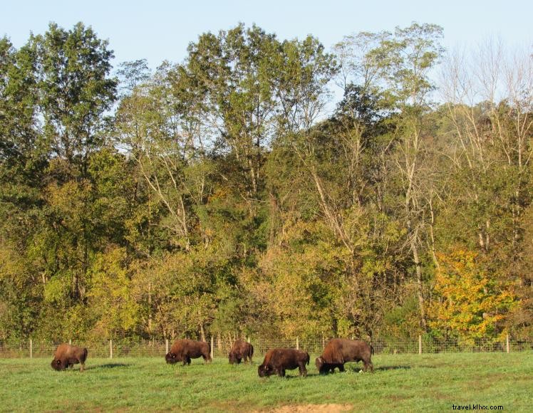 Best Western Paris Inn – Comfortable Stay with Free Breakfast & Outdoor Pool in Paris, KY