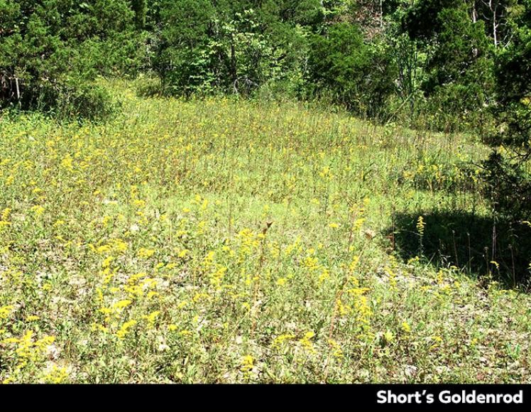 Blue Licks Battlefield State Resort Park – History, Lodging, and Outdoor Adventures