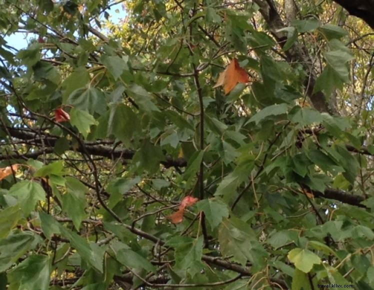 Bennett House Bed & Breakfast – Historic Romanesque Charm in Richmond, KY