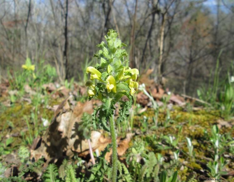 Chop Chestnut Cabin Rentals – Secluded, Pet‑Friendly Getaways in Slade, KY