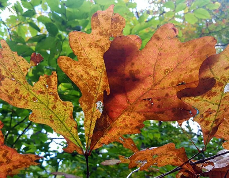 Comfort Suites Richmond: Modern Comfort & Excellent Amenities