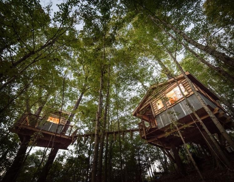 Explore the Three Sister Trees: Guided Rope‑Climbing Adventure at EarthJOY Park