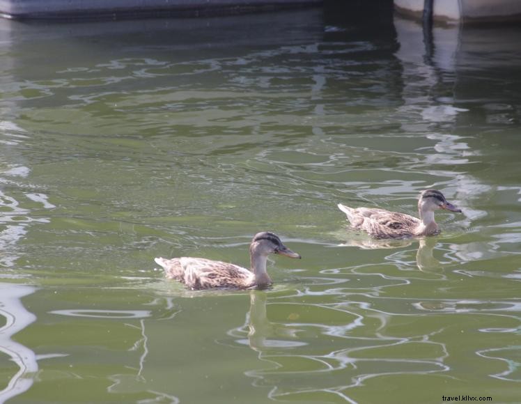 Emerald Isle Resort & Marina – Luxury Condos & Full‑Service Marina on Green River Lake