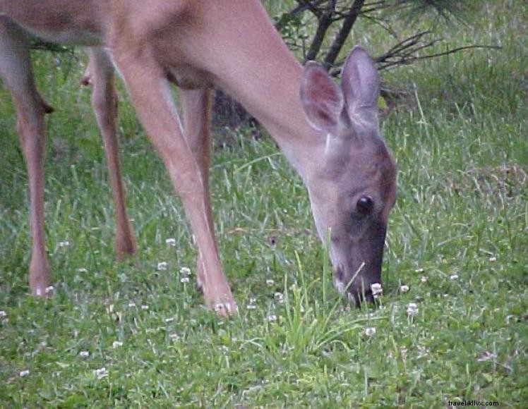 Foggy Bottom Turkey s Roost Cabin – Cozy Family Retreat Near Lake Cumberland