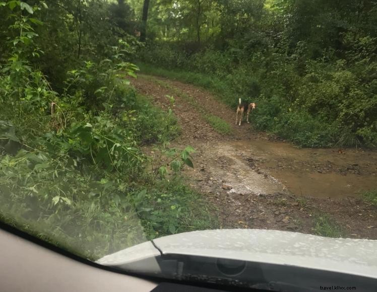 Foggy Bottom Roughing It Cabin – Rustic Kentucky Cabin Rental