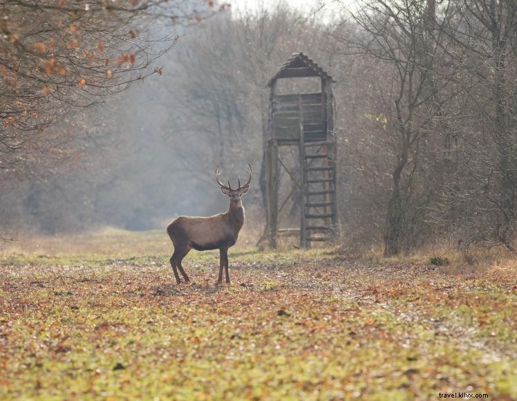 Green River Lake Wildlife Management Area – Conservation, Recreation, and Quality Deer Management