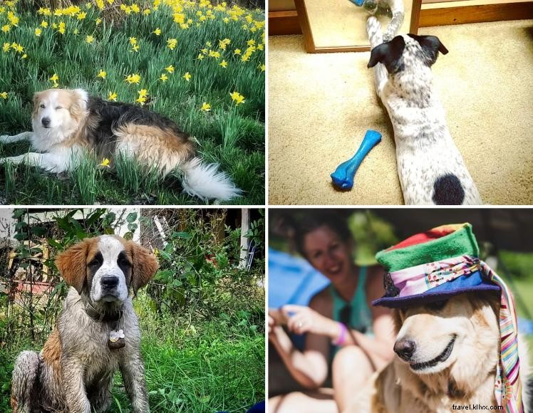 HomeGrown HideAways: 100‑acre Retreat with Treehouses, Yurts, and Rustic Campsites Near Berea