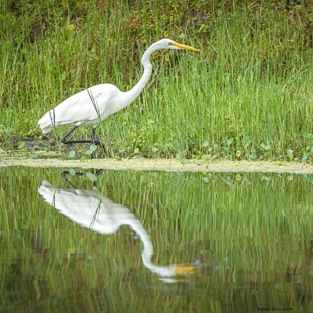 Explore Orlando’s Hidden Natural Springs – A Family Guide to Crystal‑Clear Waters