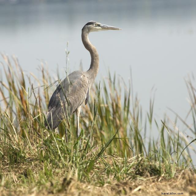 Explore Orlando’s Premier Eco‑Adventures: Kayaking, Zip‑Lining, Airboats & More