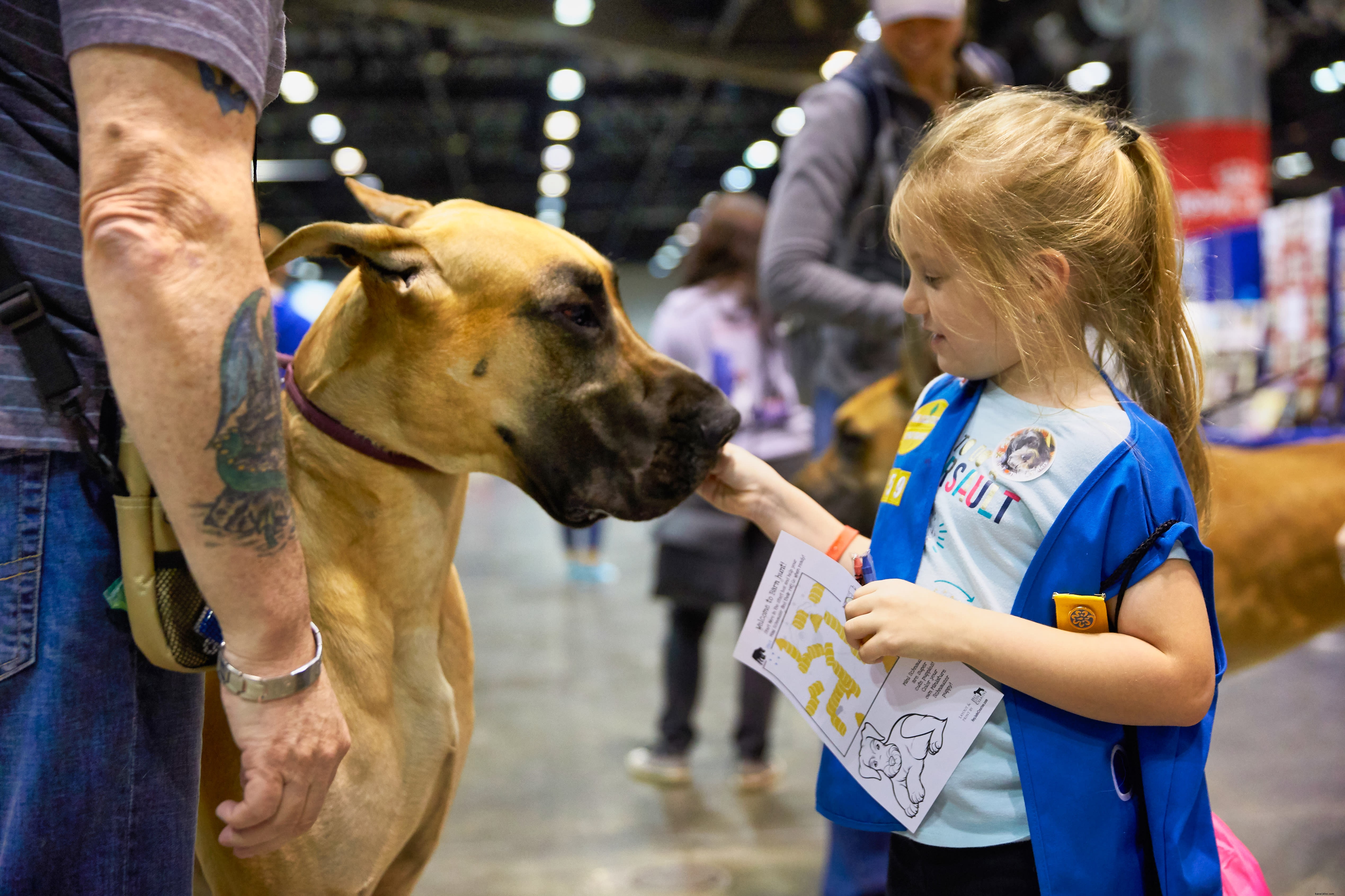 Orlando’s Premier Pet Events: From the AKC National Championship to Cat Café Gatherings