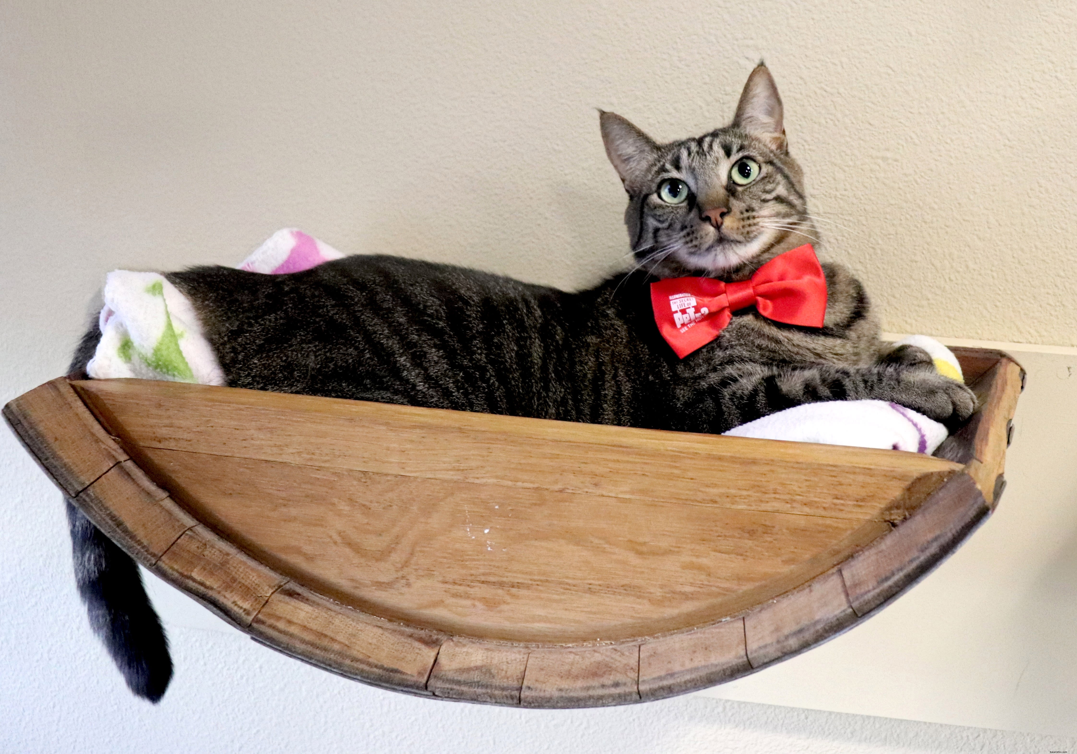 Orlando’s Premier Pet Events: From the AKC National Championship to Cat Café Gatherings