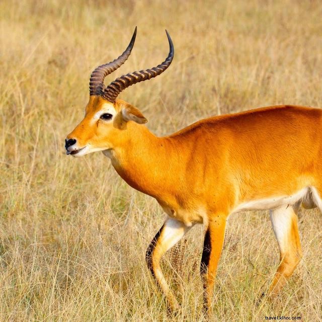 Explore Orlando’s Premier Zoos, Wildlife Ranches, and Gardens: A Natural Adventure