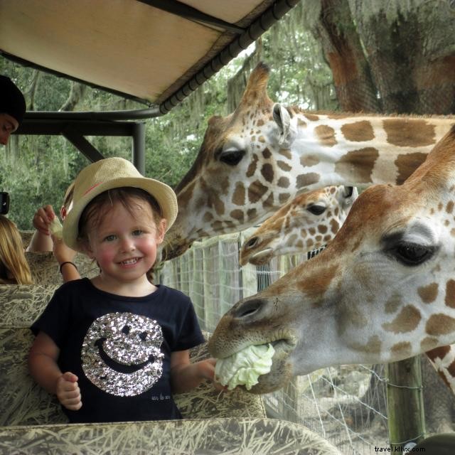 Explore Orlando’s Premier Zoos, Wildlife Ranches, and Gardens: A Natural Adventure