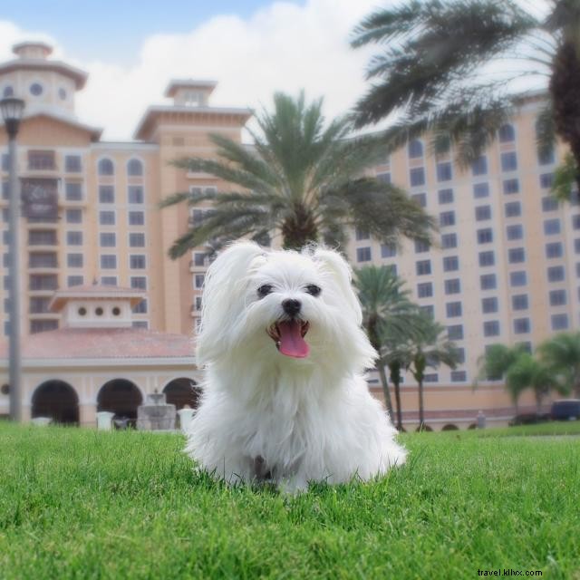 Discover Premier Hotels in Orlando: Luxury, Disney, Universal & SeaWorld Experiences