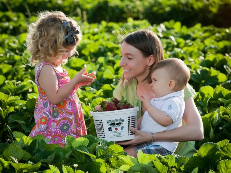 Explore Henry County: Your Gateway to Southern Atlanta Adventures