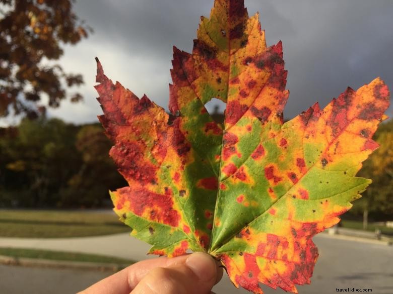 Brasstown Bald Visitors Center & Recreation Area – Georgia’s Highest Peak