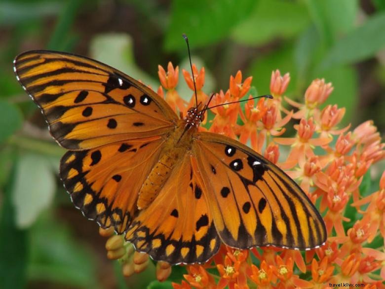 Discover Kingsland: Your Guide to Coastal Georgia’s Hidden Gem