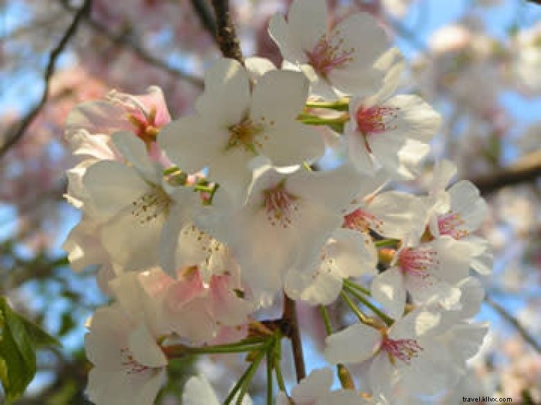 Explore Macon: A Southern Gem Rich in History and Culture