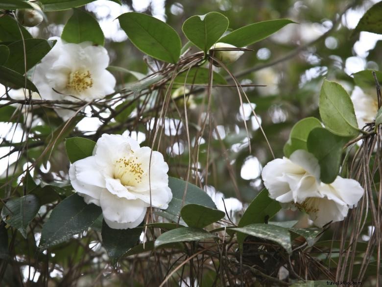 Lyons Main Street Welcome Center – Your Guide to Southern Georgia’s Top Attractions