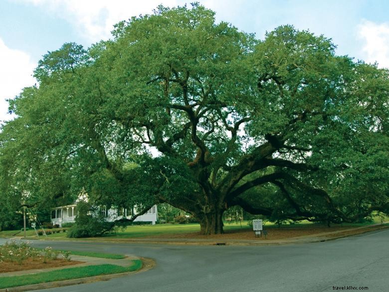 Thomasville Historic Downtown: Shopping, Dining, and Cultural Highlights