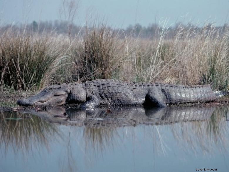 Explore Waycross, GA: Southern Charm, Okefenokee Wildlife & Historic Downtown