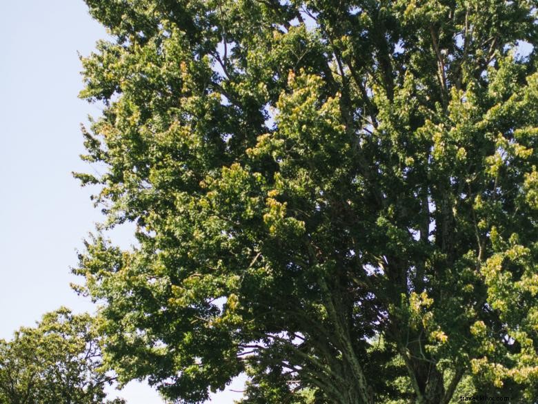 Experience Luxury at The Ridges Resort, Lake Chatuge