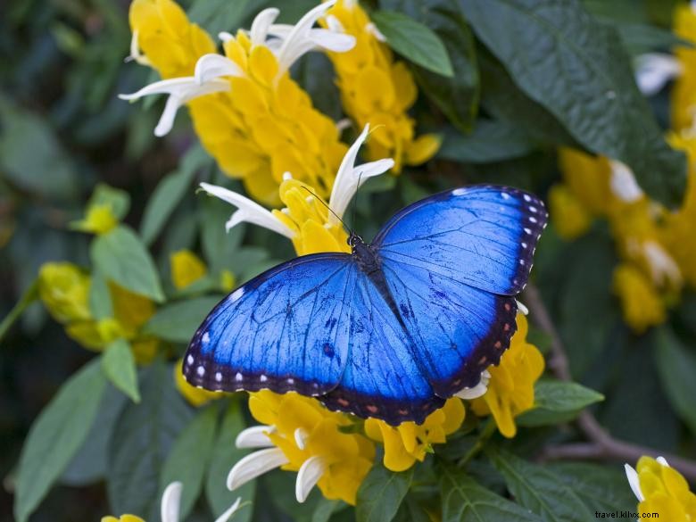 Explore Callaway Resort & Gardens: Luxury Retreat & Natural Beauty