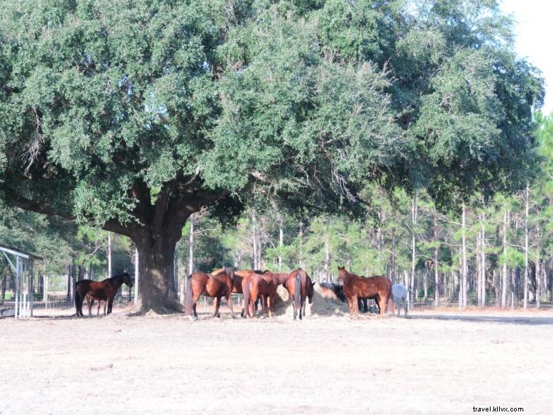 Newell Lodge & Resort – Premier Luxury Retreat