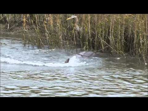 Discover a Charming Tybee Island Cottage – Seaside Comfort in Coastal Georgia