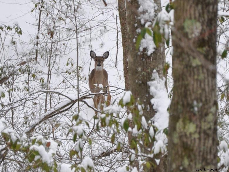 Cabin in the Clouds: Escape to Aska Mountain Cabins