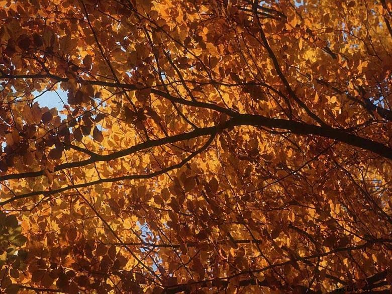 Toccoa RV Park & Campground – Scenic Boating & Comfortable RV Stays