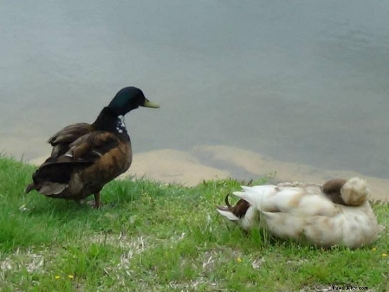 Leisure Acres Campground: Your Ultimate Mountain Retreat in Northeast Georgia