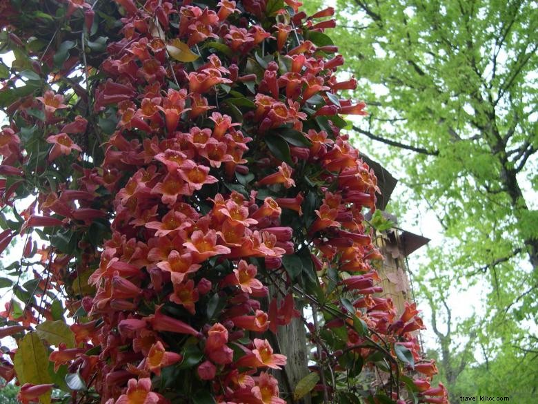 Explore Jenny s Creek Campground: Tranquil Nature & Scenic Fishing