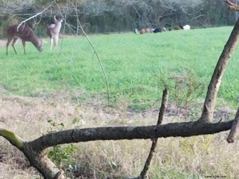 Explore the Hatchery: Premier Fishery & Lodging Experience