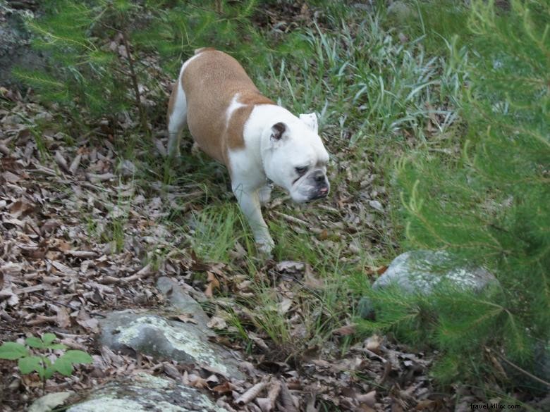 Buzzards Roost Cottage – Scenic Retreat Near Horse Farm