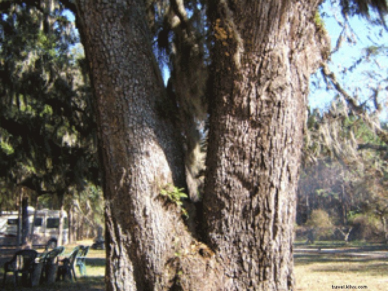 Mossy Oaks RV Park & Campground – Historic Live Oak Trees & Serene Camping