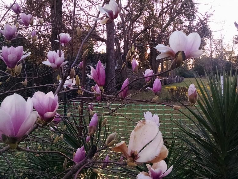 Fruits of Vienna Bed & Breakfast – Elegant Comfort & Fresh Morning Delights