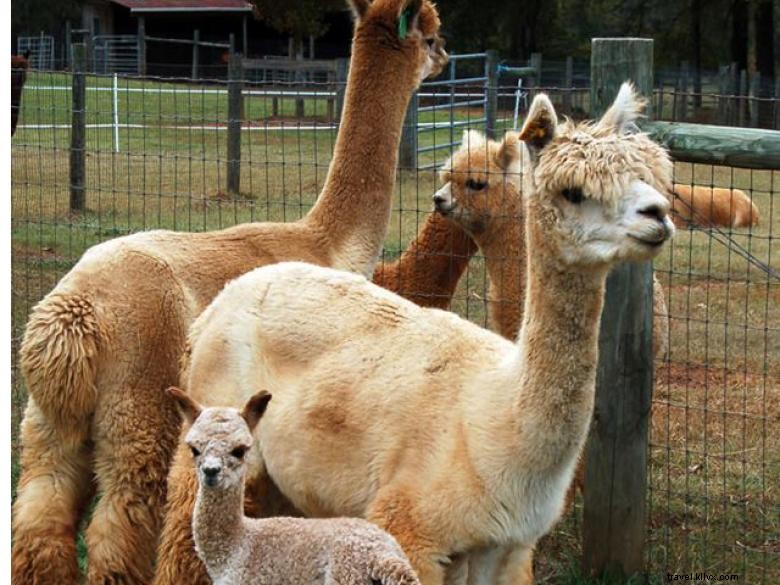 Crafdal Farm Alpacas: Gentle Grazing, Friendly Faces