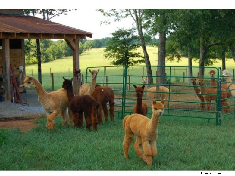 Crafdal Farm Alpacas: Gentle Grazing, Friendly Faces