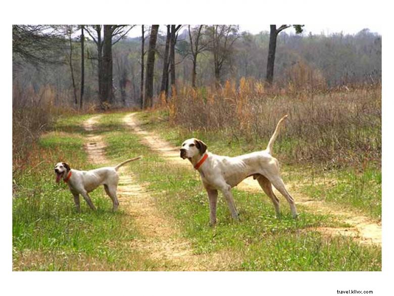 High Pine Lodge: Luxury Mountain Retreat