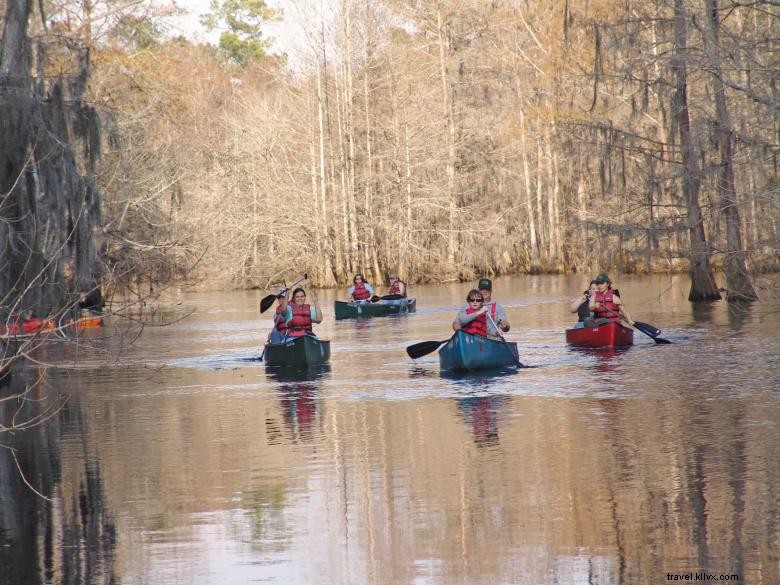 Explore Reed Bingham State Park: Kayaking, Camping, and Wildlife Adventures
