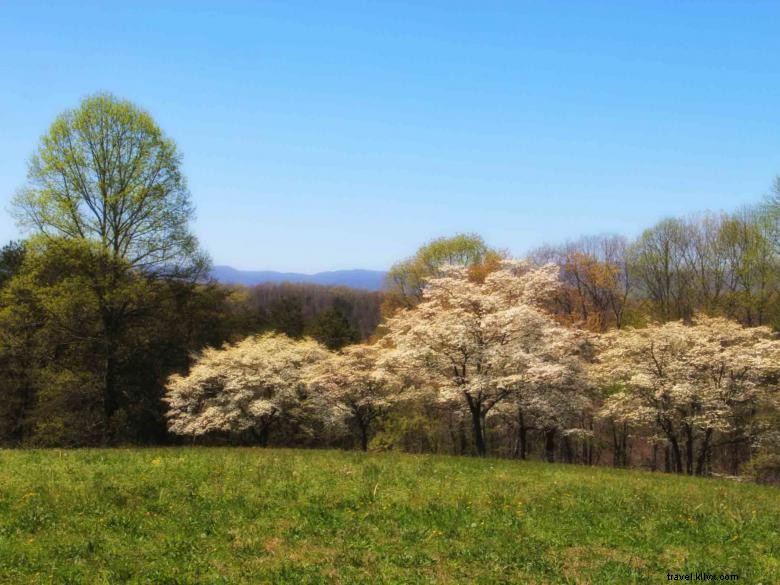 Above the Rest Luxury Cabins: Premium Mountain Retreats