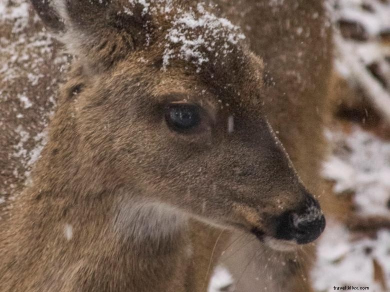 Hearth & Homestead Cabins: Rustic Retreats for Relaxation