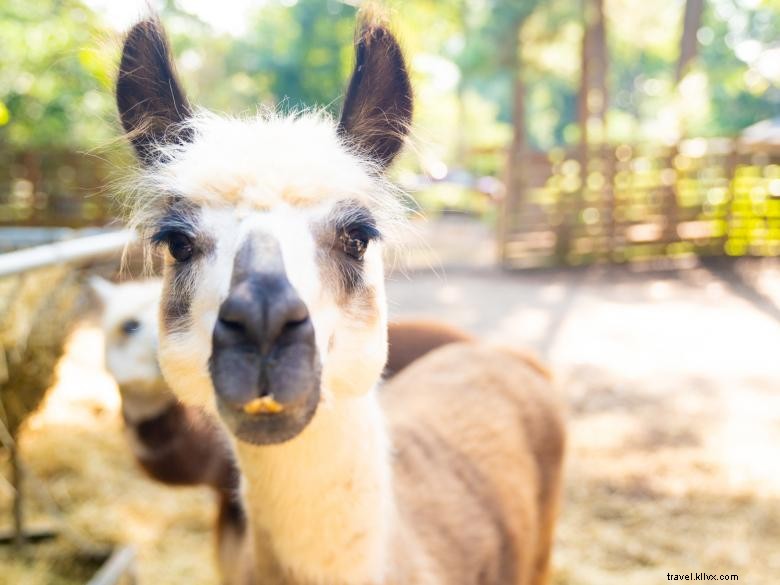 Decatur Alpaca Cottage: A Cozy Retreat for Alpaca Lovers
